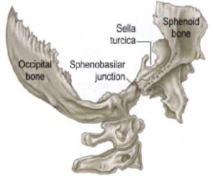 THE SPHENO-BASILAR JUNCTION - Dr Jamie Dougall Vancouver Chiropractor